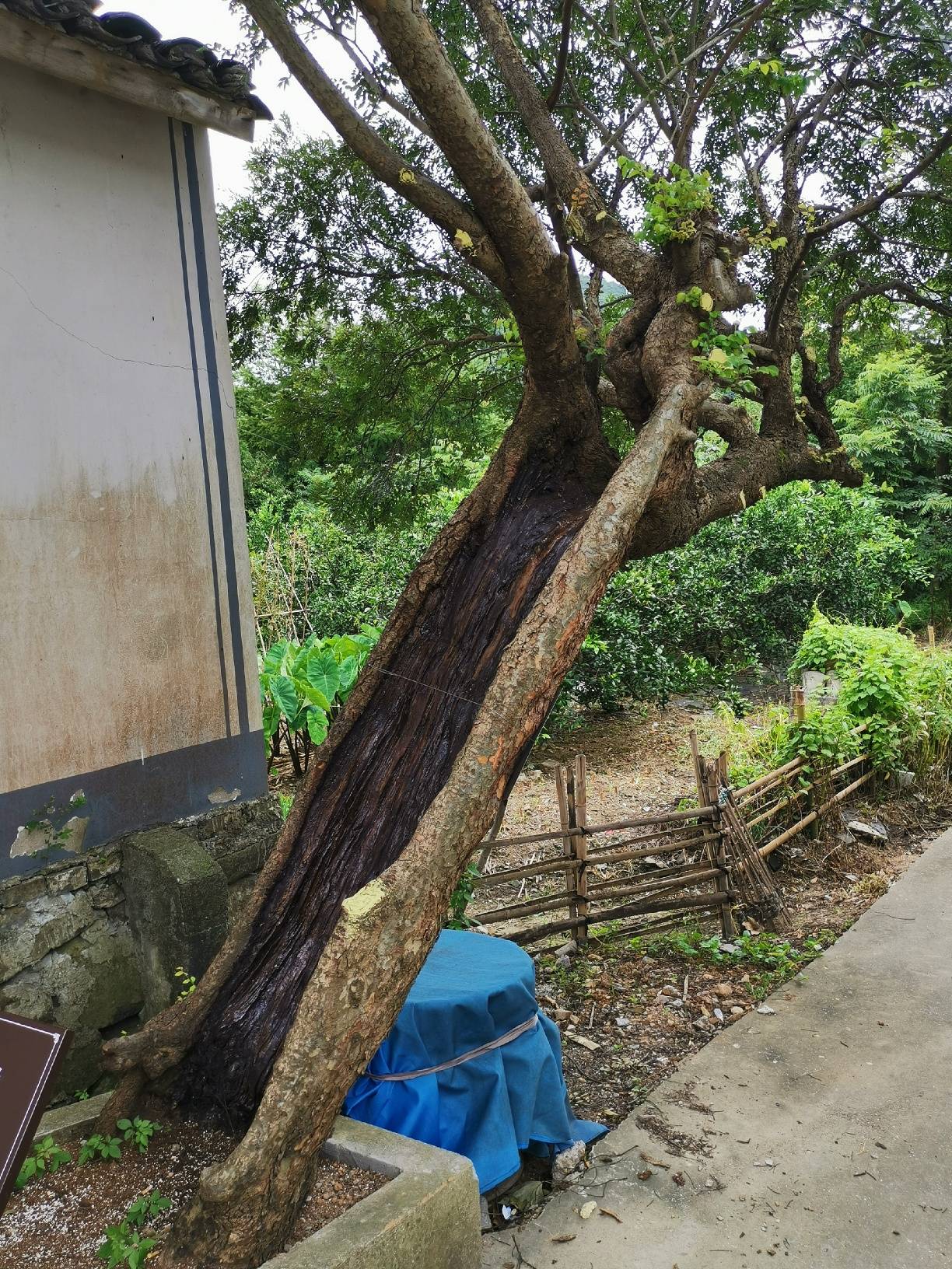 鄞州区有一棵“树坚强”,据说有265年,已在保护中