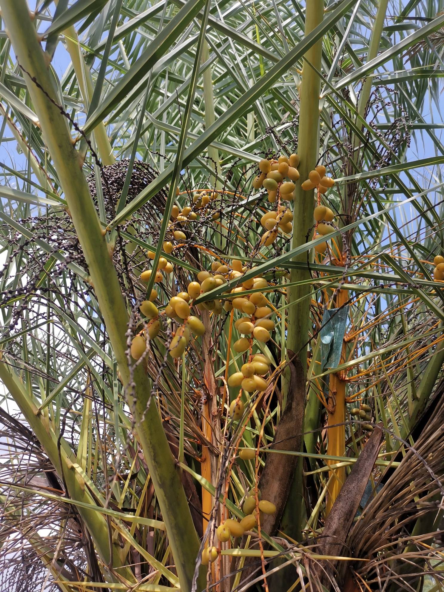 沿江路的菠萝树孩子们成长的小伙伴