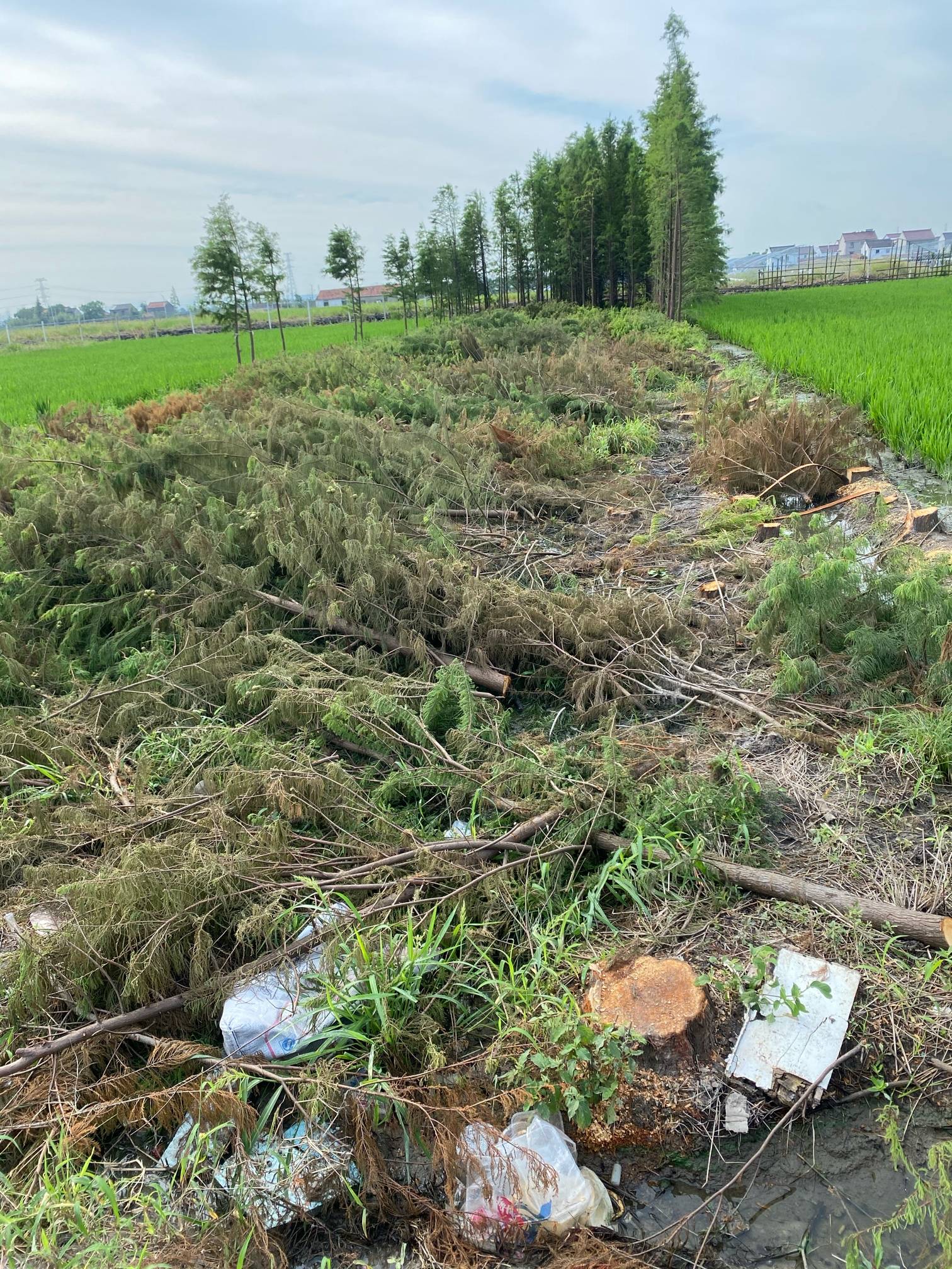 退林还耕三亩地8万补偿款,以后每年1000块每亩田租可收!农民心里乐开花