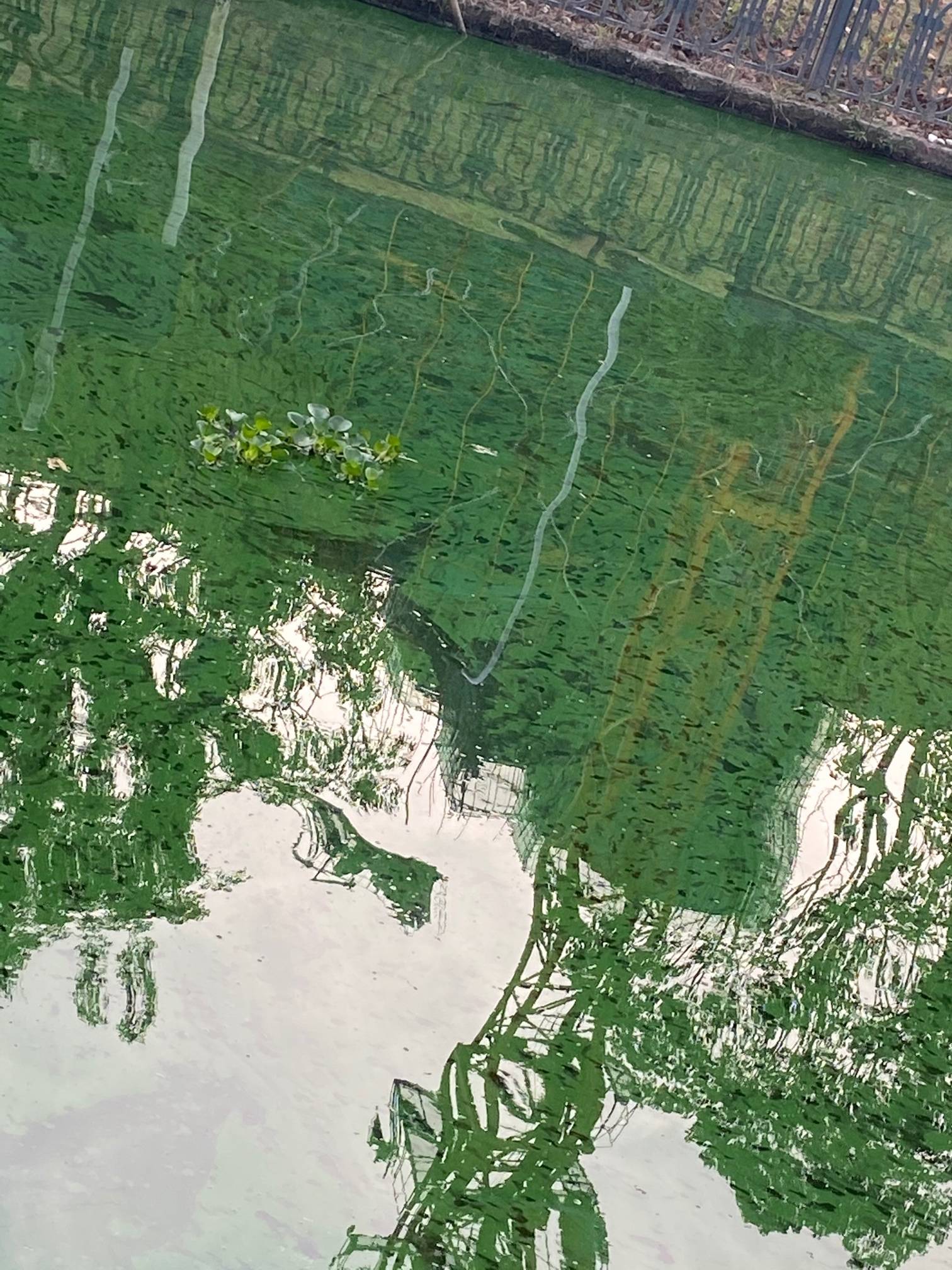 最近的河流是怎么了?绿油油,跟季节有关?