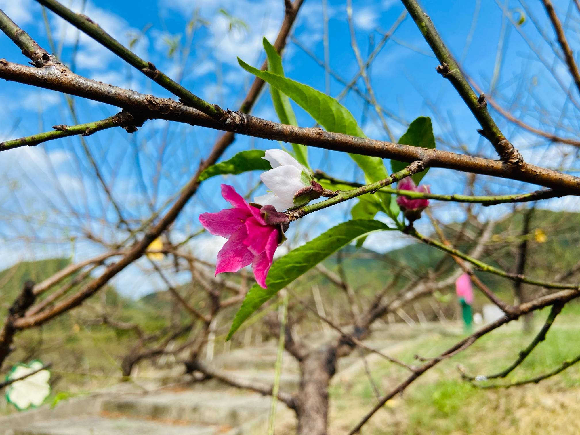 桃花十月也魂销 几许深秋未寂寥 东论东方热线 东方论坛 宁波论坛 家长里短写你我身边事