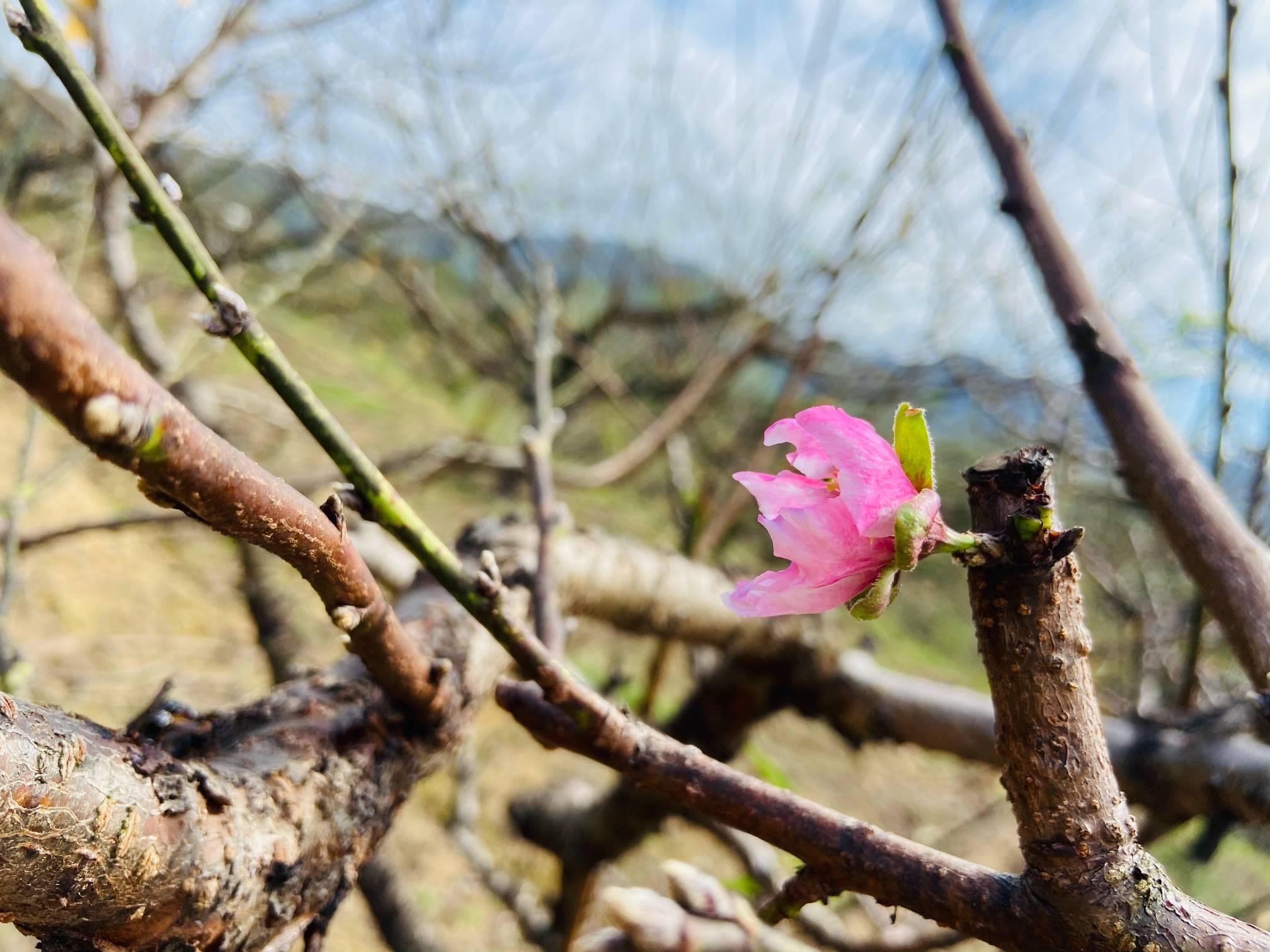 桃花十月也魂销 几许深秋未寂寥 东论东方热线 东方论坛 宁波论坛 家长里短写你我身边事
