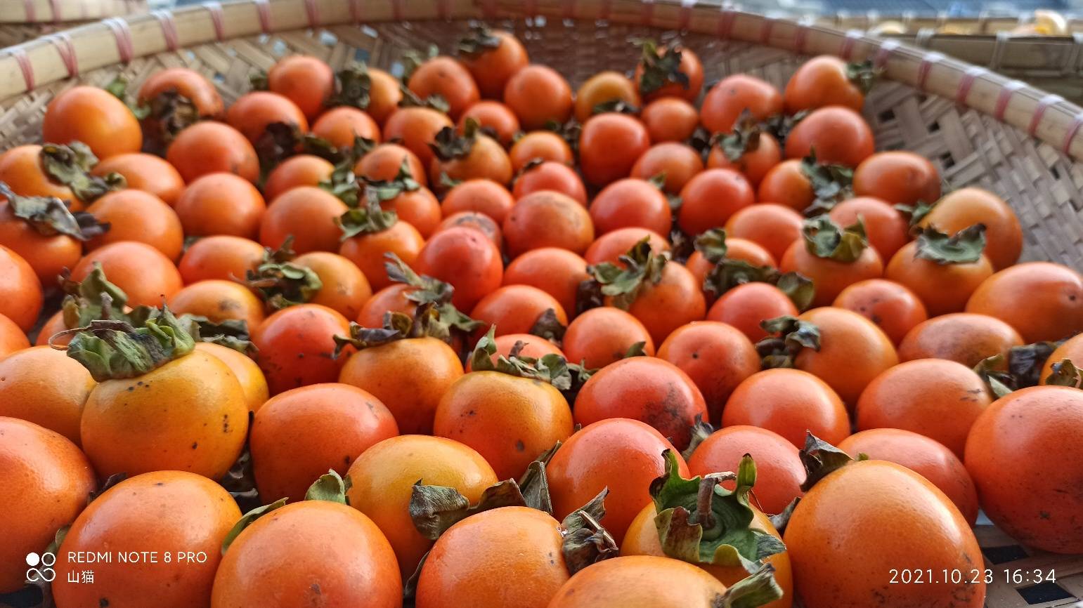 霜降季柿林吊红热了