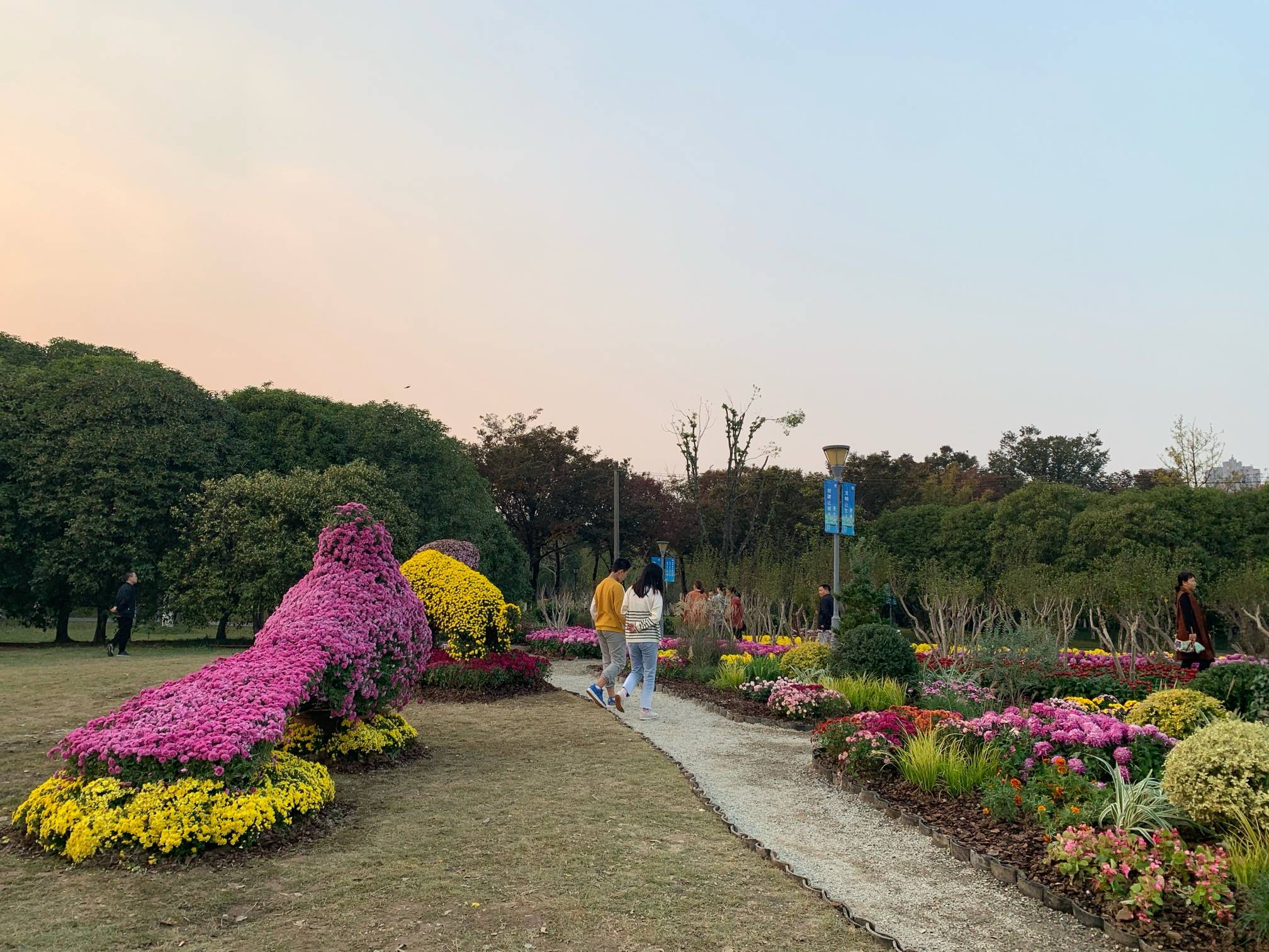 院士公园菊花展图片