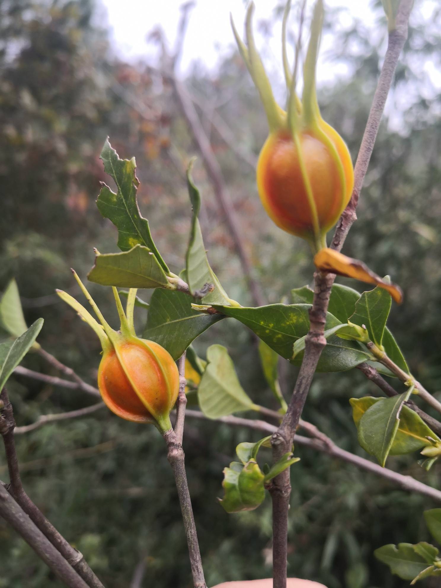 春华秋实,深秋的山中,黄栀成熟待采- 东论 东方热线