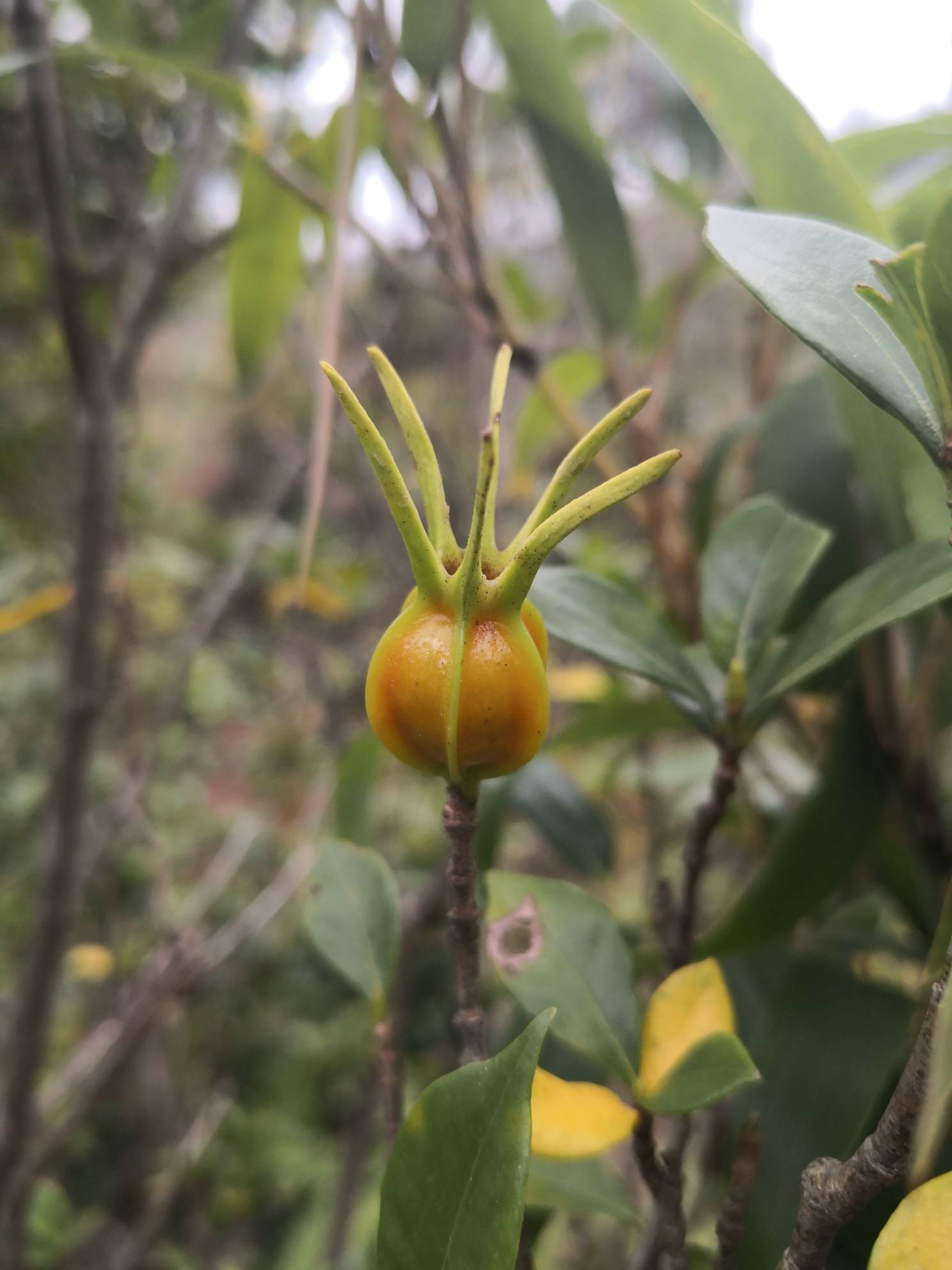 春华秋实,深秋的山中,黄栀成熟待采- 东论 东方热线