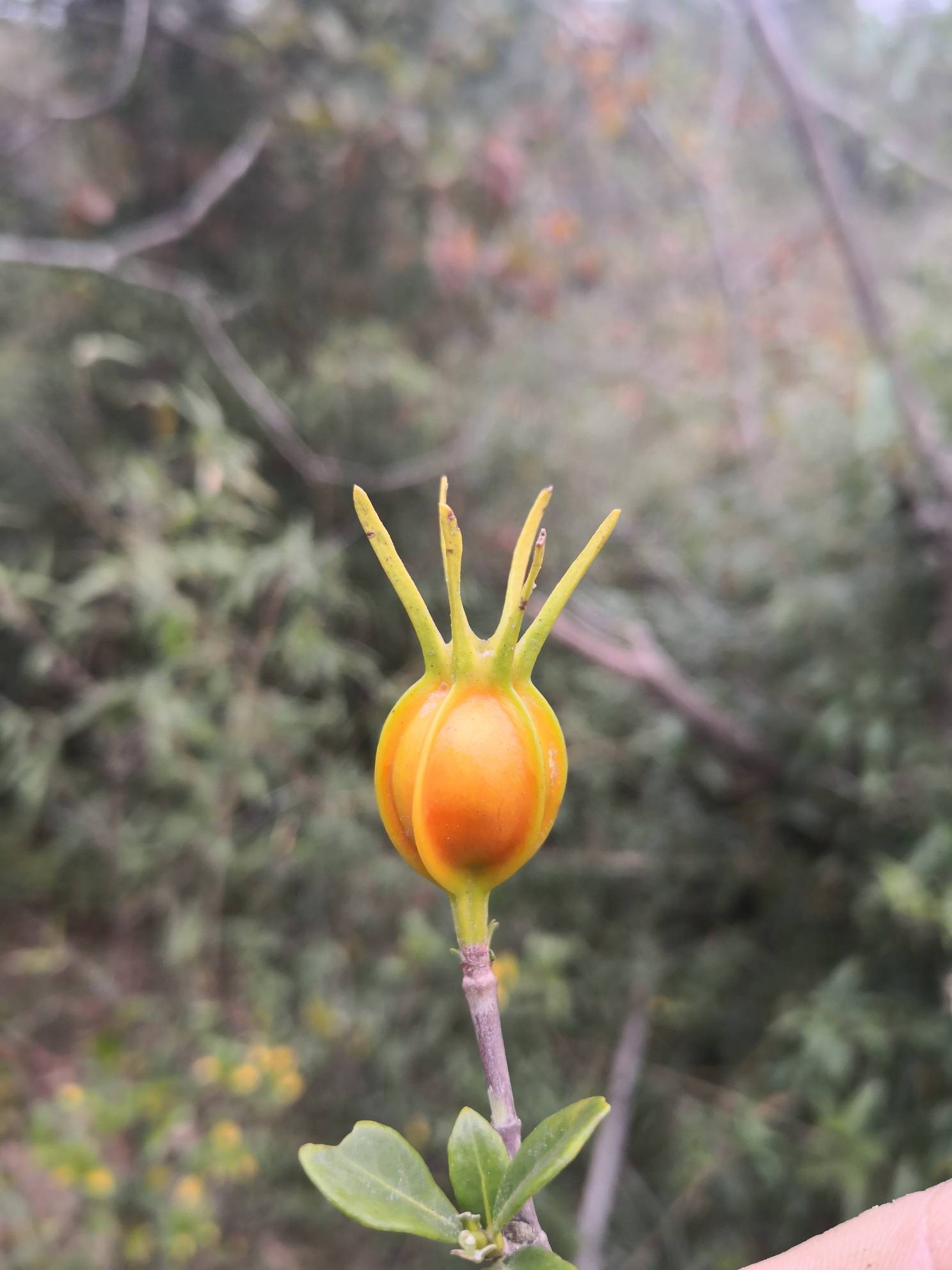 春华秋实,深秋的山中,黄栀成熟待采- 东论 东方热线