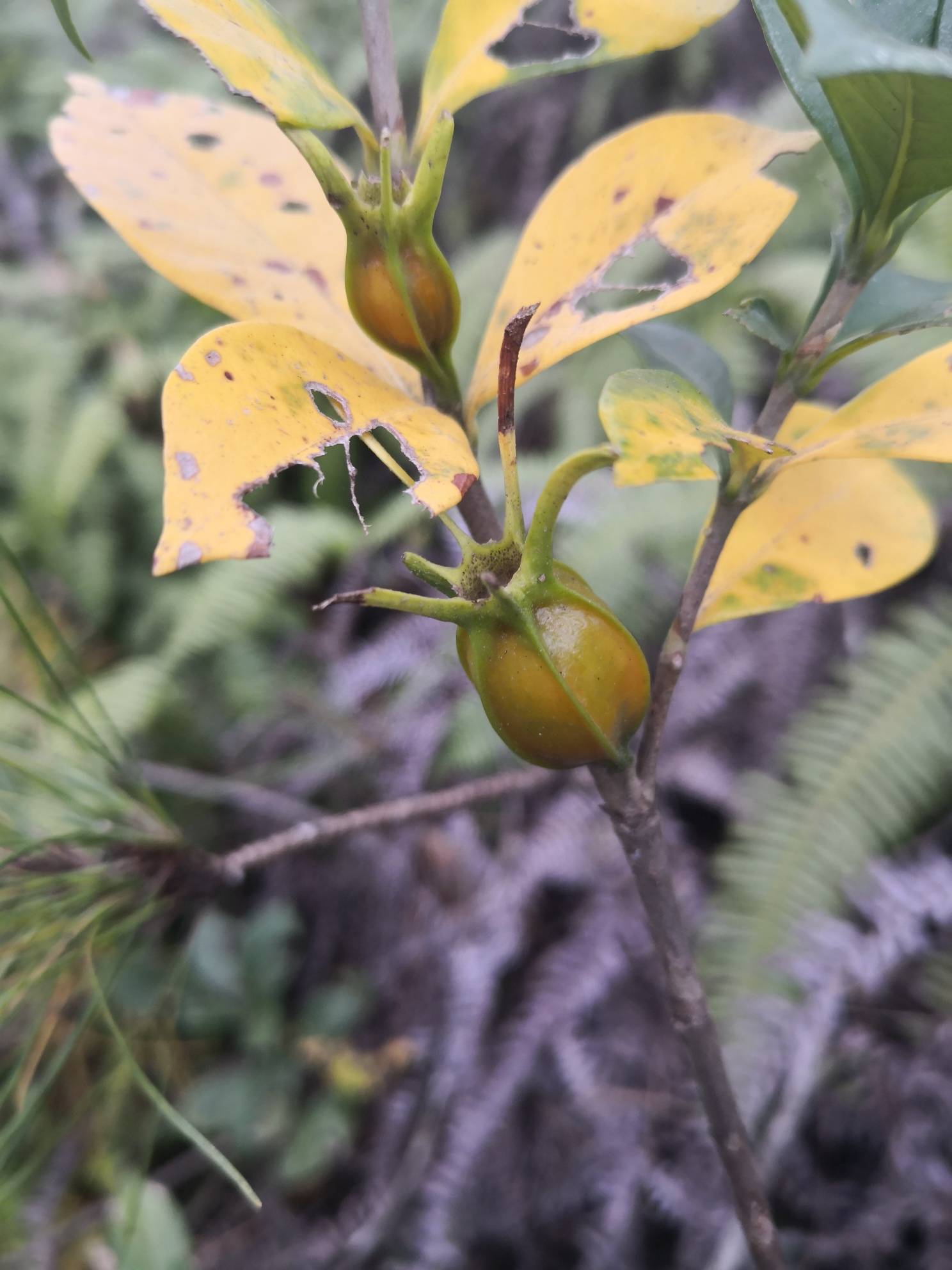 春华秋实,深秋的山中,黄栀成熟待采- 东论 东方热线