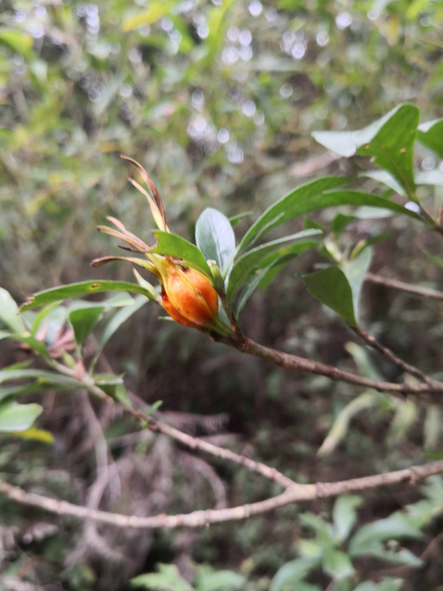 春华秋实,深秋的山中,黄栀成熟待采- 东论 东方热线