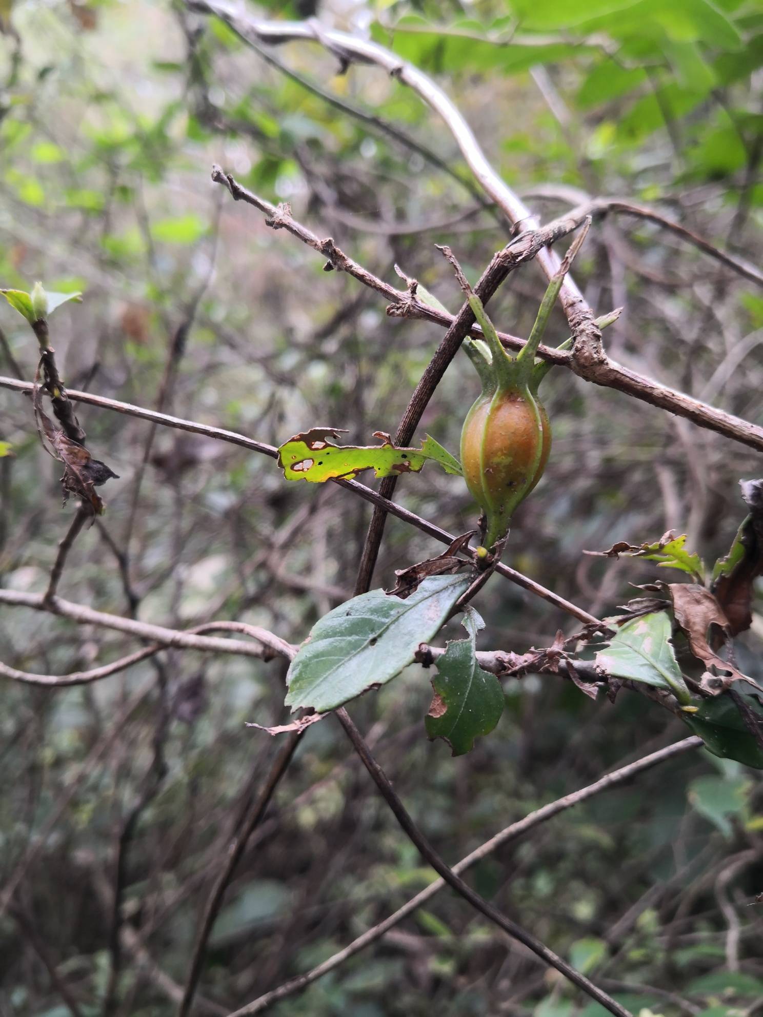 春华秋实,深秋的山中,黄栀成熟待采- 东论 东方热线