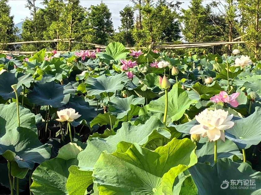 云龙村云牧农场的荷花盛开之季，正是打卡的好时节