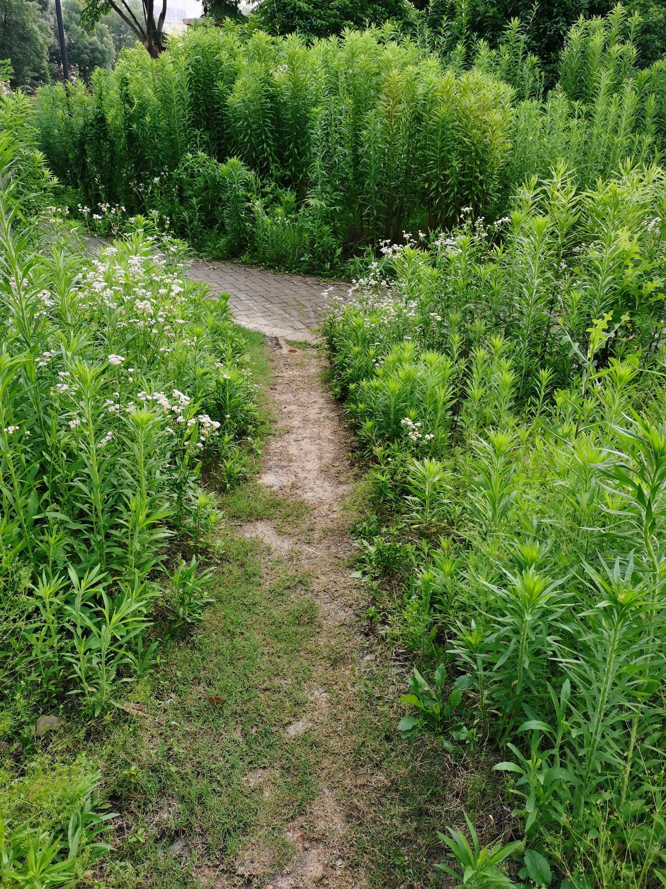 小區圍墻外,步道荒草深,路旁見告示,綠地禁開墾